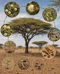 معرفی و نگهداری آکاسیا چتری (Acacia tortilis)؛ درخت مقاوم بیابانی
